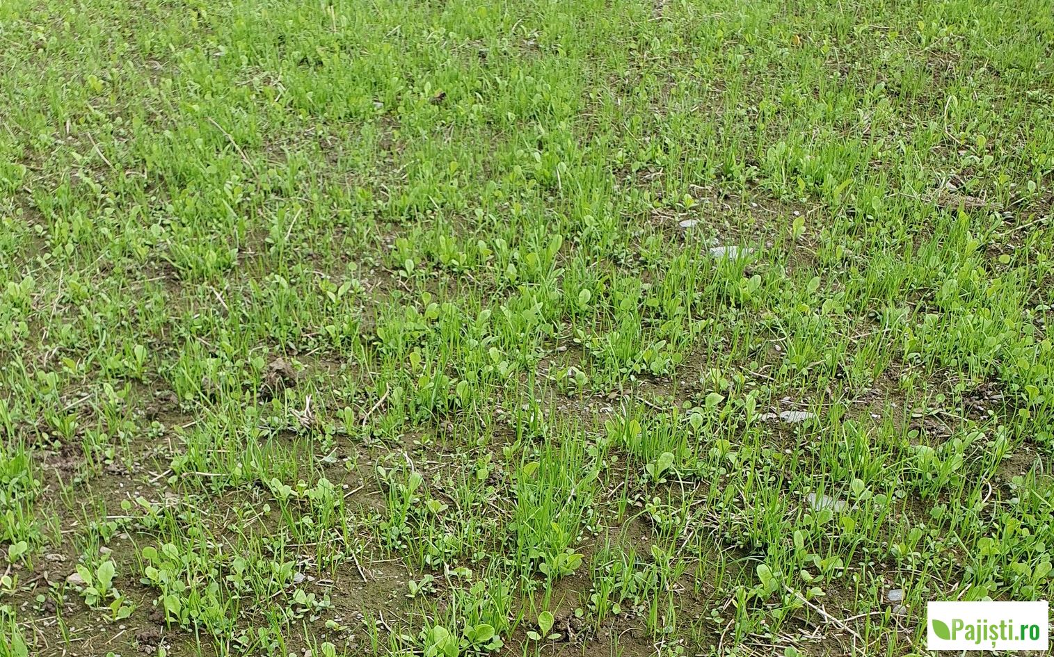 Principiile însămânțării de toamnă a pășunilor. Reînsămânțarea de toamnă este esențială pentru succesul producției de furaje. Pășuni și fânețe